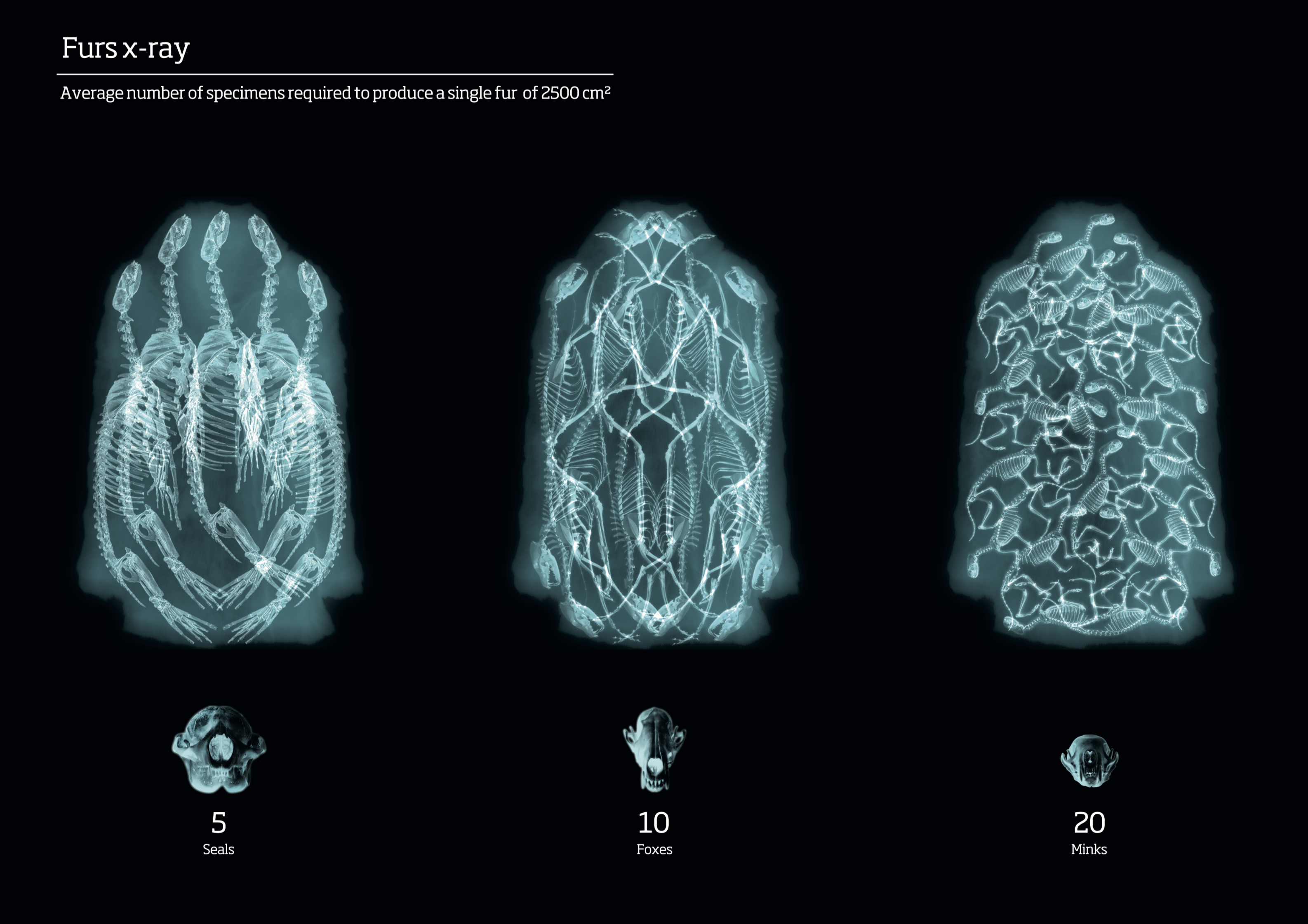 Featured image of the project Fursx-ray